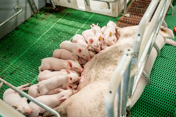 Penner Hog Suppliers