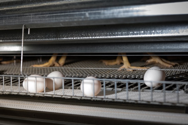 Penner Poultry Suppliers